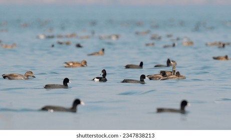 Tufted Duck, Common Coot, Gadwall and other species of Waterfowls resting in a wetland of Indus River on a fine Winter day.