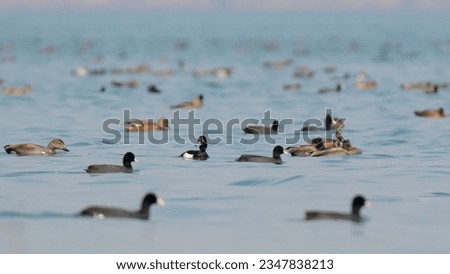 Tufted Duck, Common Coot, Gadwall and other species of Waterfowls resting in a wetland of Indus River on a fine Winter day.