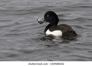 Tufted Duck Feeding Mussel