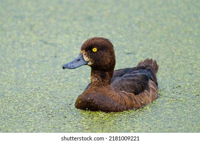 Tufted duck, female, Aythya fuligula