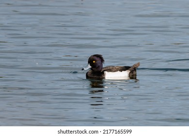 Tufted Duck In Hong Kong Mai Po