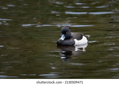 Tufted Duck Swimming In A Lake, County Dublin