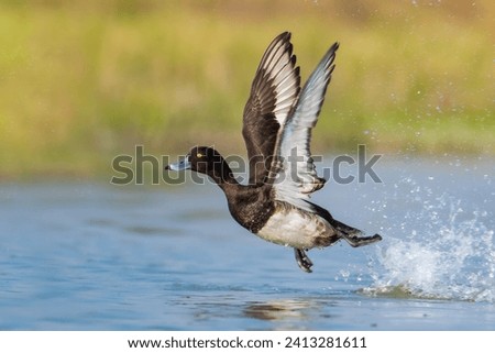 A Tufted Duck take off from a lake 