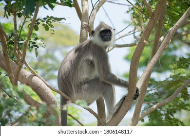 Tufted Gray Langur (Semnopithecus Priam), Sri Lanka