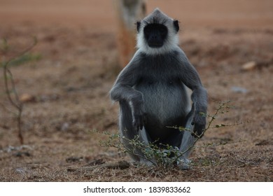 The Tufted Gray Langur (Semnopithecus Priam)