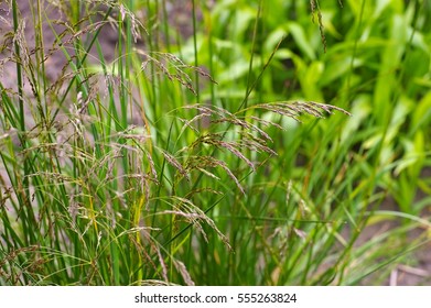 Tufted Hairgrass, Deschampsia Cespitosa In Autumn