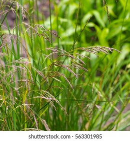 Tufted Hairgrass, Deschampsia Cespitosa In Autumn