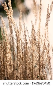 Tufted Hairgrass For Winter Garden