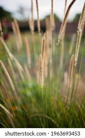 Tufted Hairgrass For Winter Garden