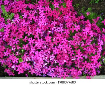 Tufted phlox (Phlox douglasii) 'Crackerjack' blooms in the plant nursery in early June. - Shutterstock ID 1988379683