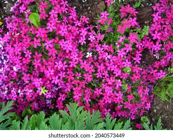 Tufted phlox (Phlox douglasii) 'Crackerjack' blooms in the plant nursery in early June. - Shutterstock ID 2040573449