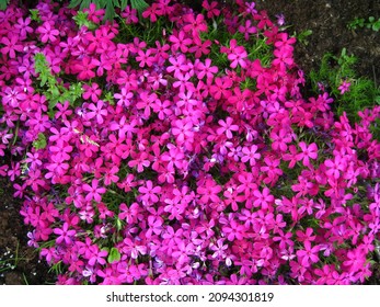 Tufted phlox (Phlox douglasii) 'Crackerjack' blooms in the plant nursery in early June. - Shutterstock ID 2094301819