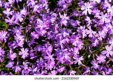 Tufted phlox (Phlox douglasii) 'Crackerjack' blooms in the plant nursery in early June. High quality photo - Shutterstock ID 2162330969
