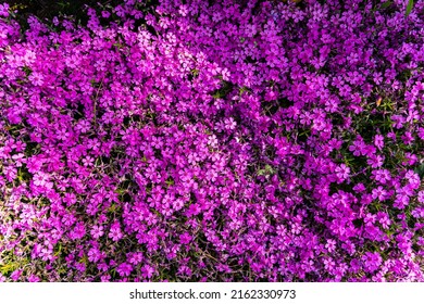 Tufted phlox (Phlox douglasii) 'Crackerjack' blooms in the plant nursery in early June. High quality photo - Shutterstock ID 2162330973