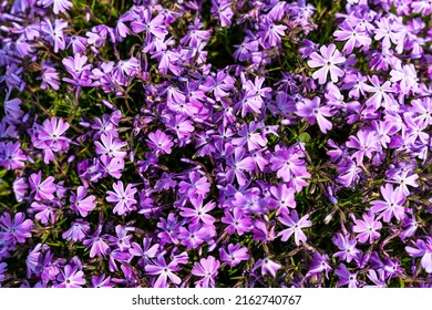 Tufted phlox (Phlox douglasii) 'Crackerjack' blooms in the plant nursery in early June. High quality photo - Shutterstock ID 2162740767