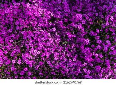 Tufted phlox (Phlox douglasii) 'Crackerjack' blooms in the plant nursery in early June. High quality photo - Shutterstock ID 2162740769