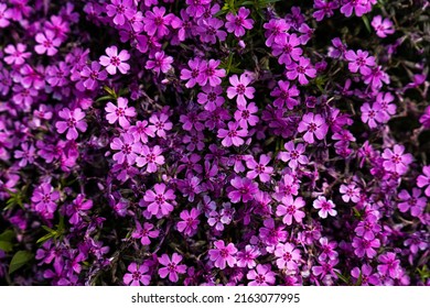 Tufted phlox (Phlox douglasii) 'Crackerjack' blooms in the plant nursery in early June. High quality photo - Shutterstock ID 2163077995