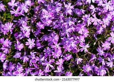 Tufted phlox (Phlox douglasii) 'Crackerjack' blooms in the plant nursery in early June. High quality photo - Shutterstock ID 2163077997
