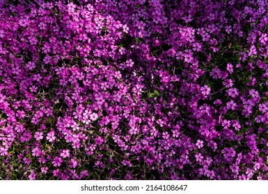 Tufted phlox (Phlox douglasii) 'Crackerjack' blooms in the plant nursery in early June. High quality photo - Shutterstock ID 2164108647