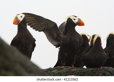 Tufted Puffin