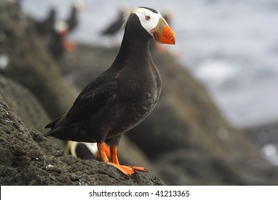 Tufted Puffin