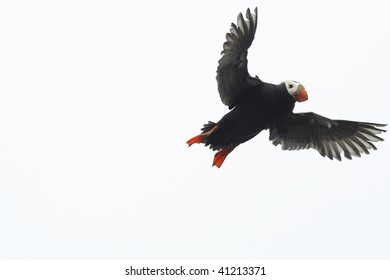 Tufted Puffin