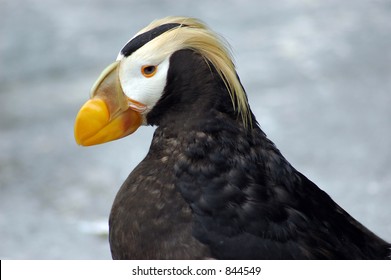 Tufted Puffin