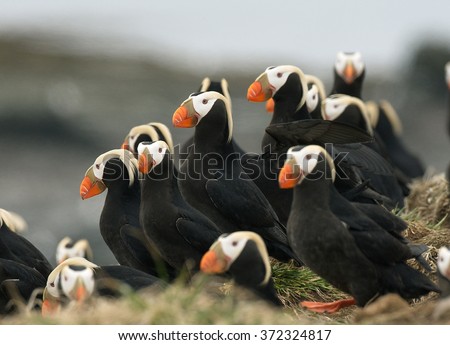 Tufted puffin colony