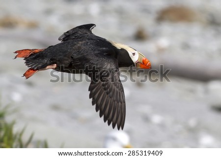 tufted puffin  Flying over the coast of the island