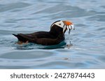 Tufted puffin (fratercula cirrhata) with fish in its beak, homer, alaska, united states of america, north america