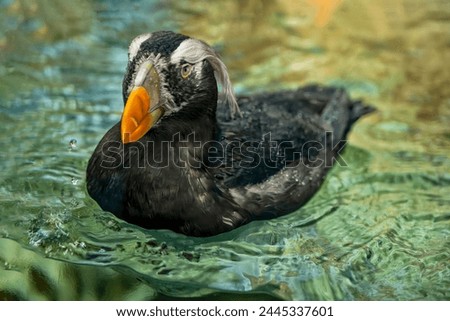 Tufted puffin (Fratercula cirrhata), floating in water