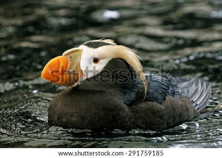 A Tufted Puffin in full breeding colors in Alaska