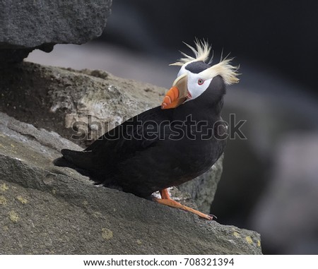 Tufted Puffin having a 