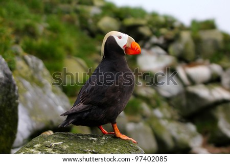 The Tufted Puffin (Lunda cirrhata) in breeding plumage on rock. Commander Islands. Full length portrait in typical pose