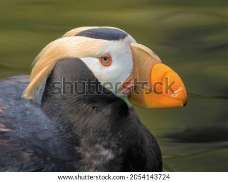 A tufted puffin poses for a portrait closeup of its unusual plumage.