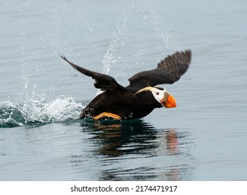 Tufted Puffin Taking Off Kachemak Bay