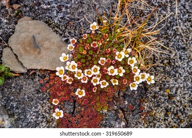 Tufted Saxifrage Blossoming, Svalbard, Norway