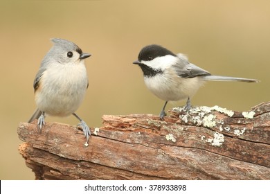 Tufted Titmouse (baeolophus bicolor) and a Black-capped Chickadee (poecile atricapilla) on a stump with a green background