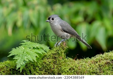 Tufted Titmouse (Baeolophus bicolor) is a common songbird and can often be found visiting bird feeders.