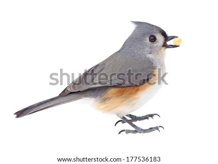 Tufted titmouse, Baeolophus bicolor, eating a seed isolated on white
