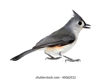 Tufted Titmouse (Baeolophus bicolor) - Isolated on a white background