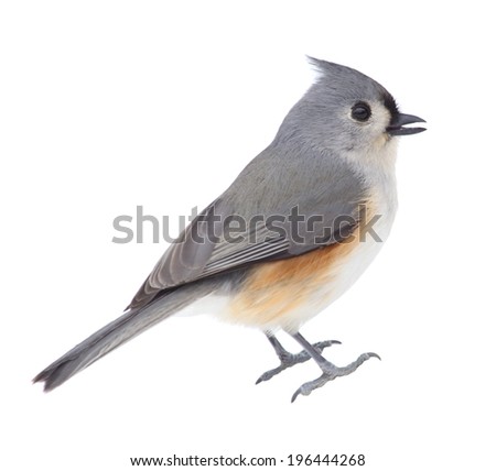 Tufted titmouse, Baeolophus bicolor, isolated on white