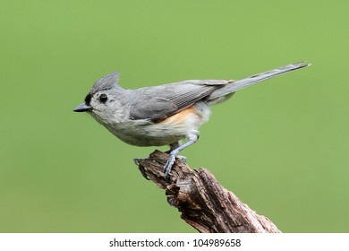 Tufted Titmouse (baeolophus bicolor) on a stick with a green background