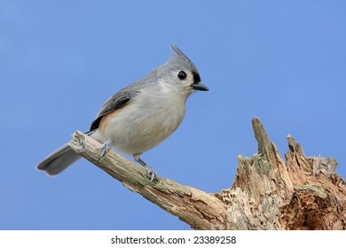 Tufted Titmouse (baeolophus bicolor) on a stump with a blue sky background