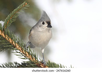 Tufted Titmouse (baeolophus bicolor) on a tree in winter