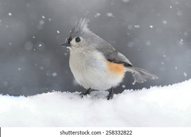 Tufted Titmouse (baeolophus bicolor) on a tree in a snow storm
