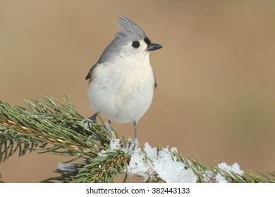 Tufted Titmouse (baeolophus bicolor) on a tree in with snow