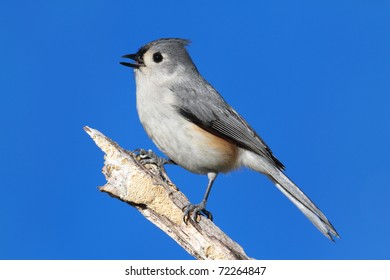Tufted Titmouse (baeolophus bicolor) on a stick with a blue background