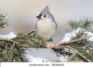 Tufted Titmouse (baeolophus bicolor) on a tree with snow