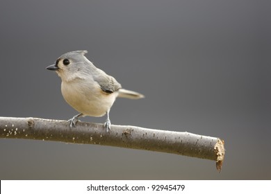 Tufted Titmouse (Baeolophus bicolor) on a branch in winter with a clean background.